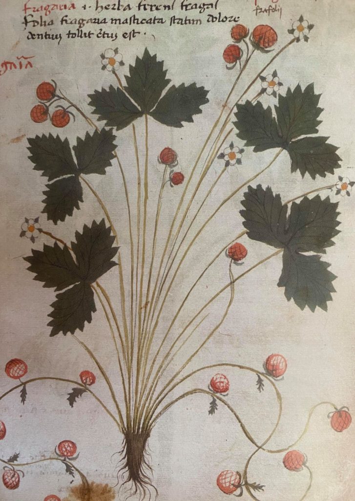 Drawing of Tudor strawberries