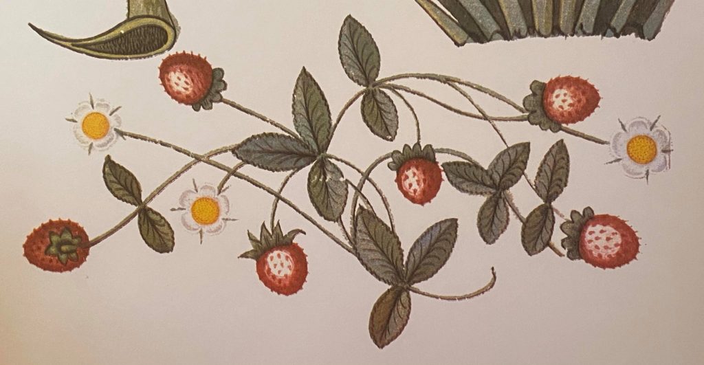 Picture of Tudor strawberries