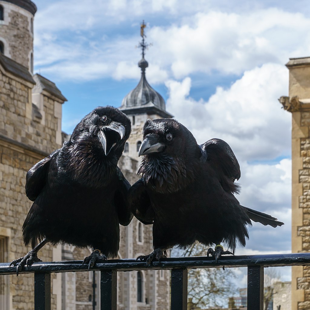 Two crows sitting on a railing with the Tower of London in the background