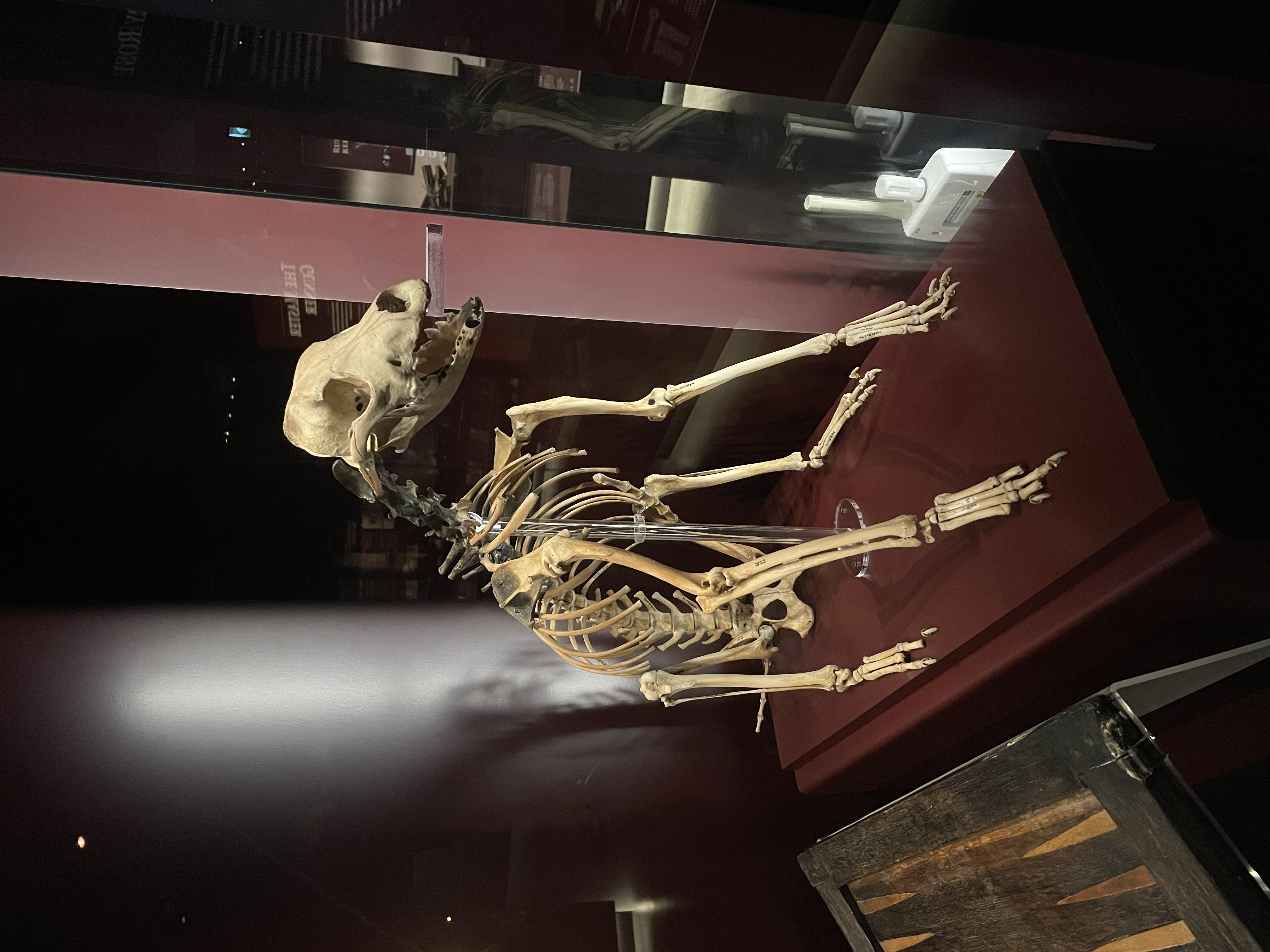 Skeleton of ‘Hatch’, the dog on board the Mary Rose at the Mary Rose Museum