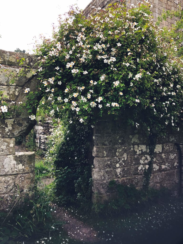 A profusion of roses on a bush growing over the ruins of an abbey wall.