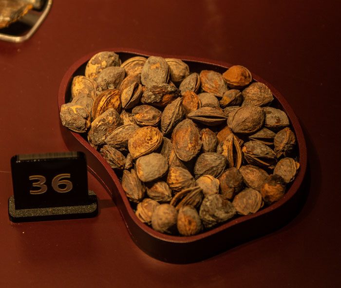 A bowl of plum stones found on the Mary Rose