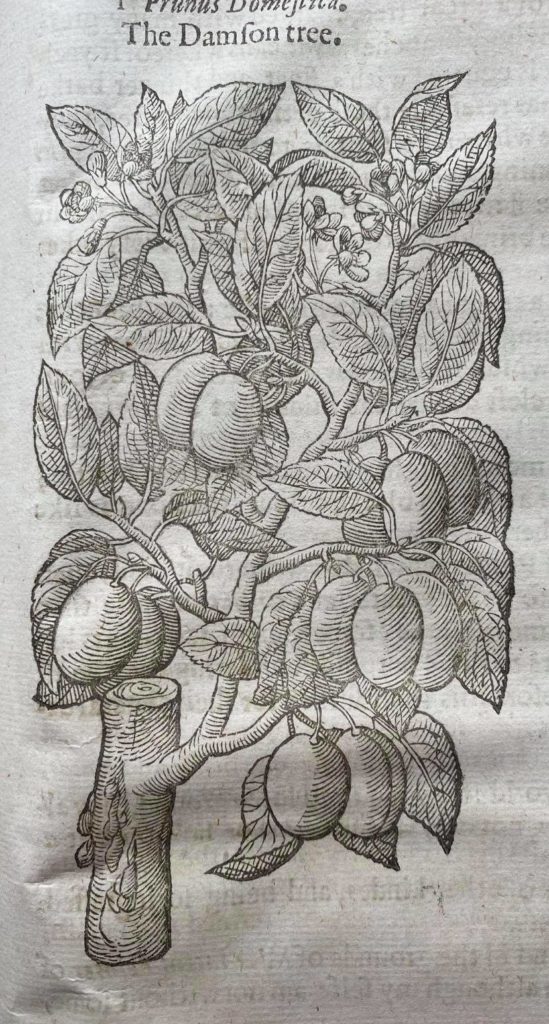 A sixteenth-century image of a damson tree