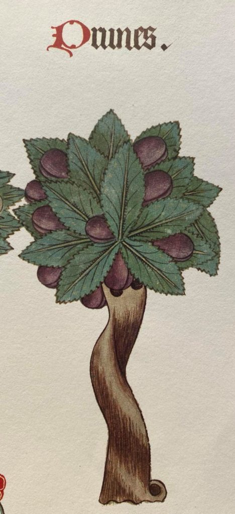 A sixteenth-century image of a plum tree