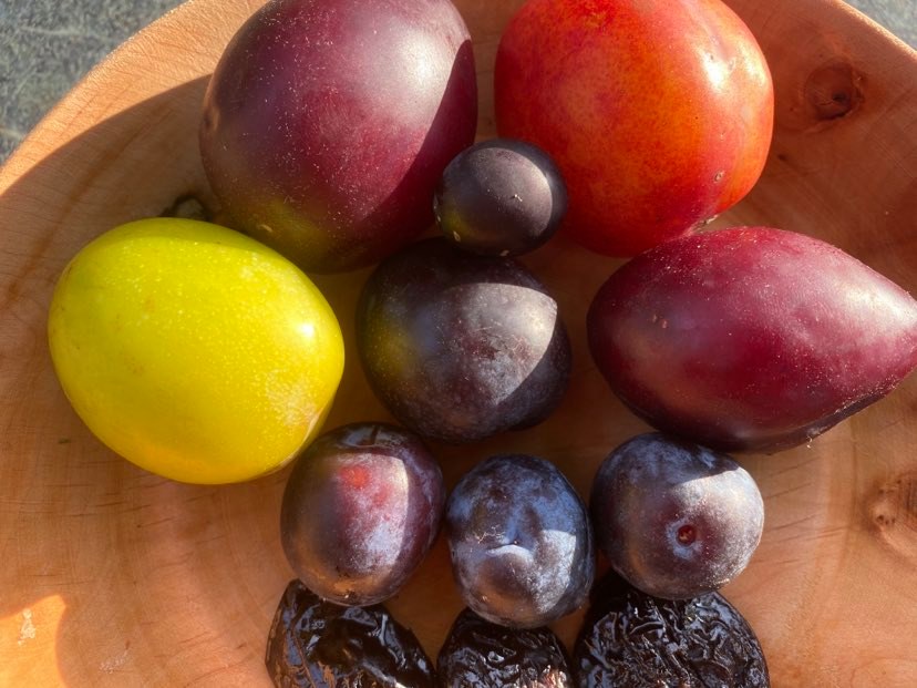 A bowl of different varieties of plums