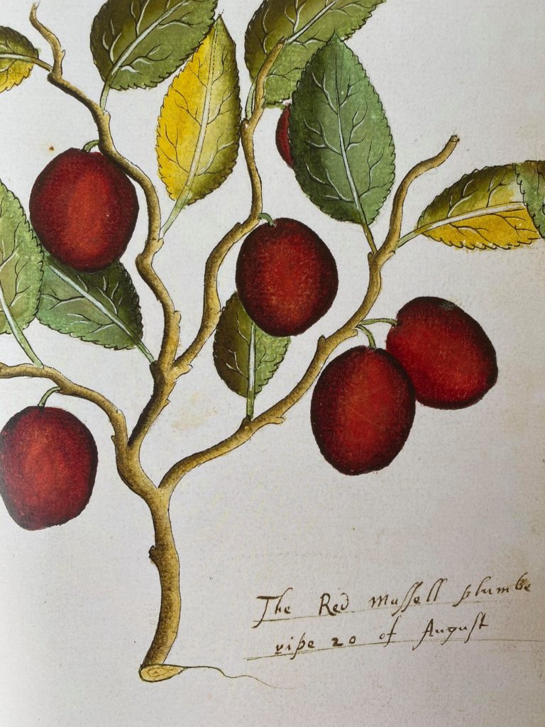 A sixteenth-century image of red plums growing on a branch.
