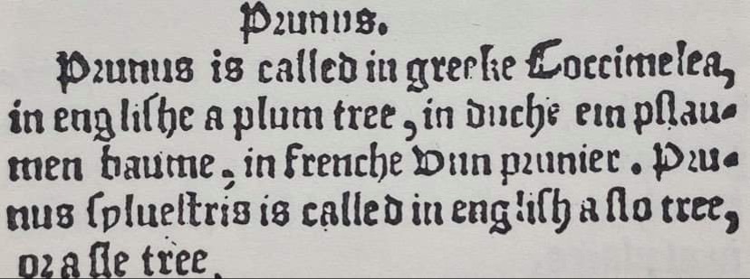 Sixteenth-century text