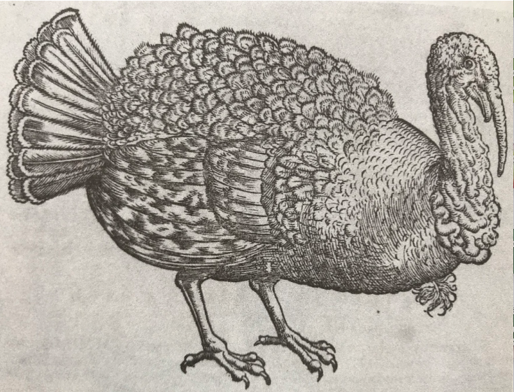 A drawing of a turkey.