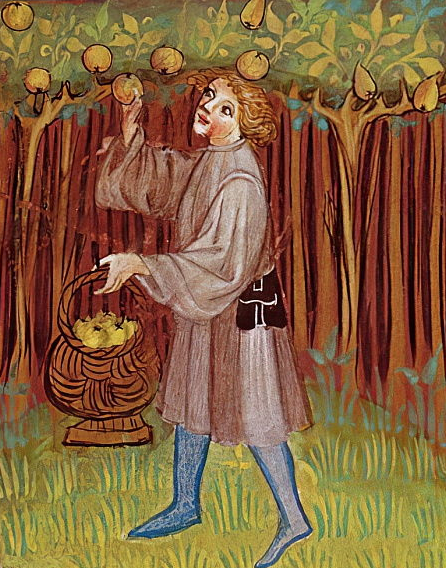 medieval man picks apples in an orchard