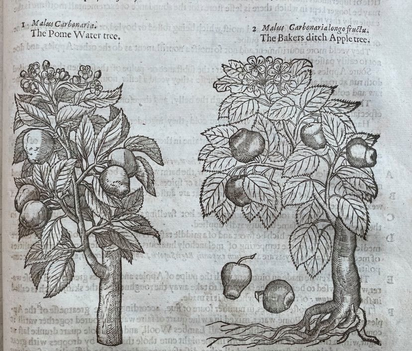 Hand drawings of old apple trees